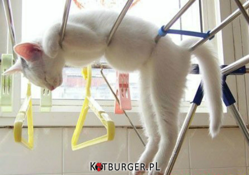 Instrukcja suszenia kota –  