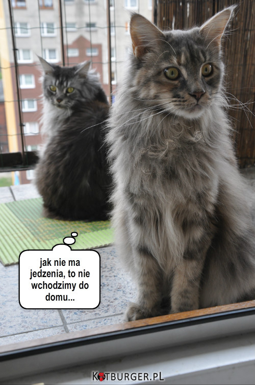 Koty balkonowe –  