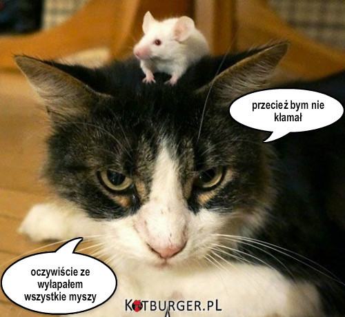 Kot nie kłamie... –  