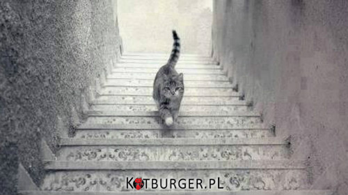 W którą stronę idzie ten kot? W dół czy w górę? –  