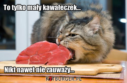 Kot je mięso –  