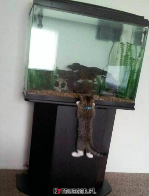 Kotki lubią rybki... –  